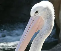 新奥尔良鹈鹕内部会议纪要流出——今夜绝杀压哨；荷甲使命明确；赛季目标并未改变的简单介绍